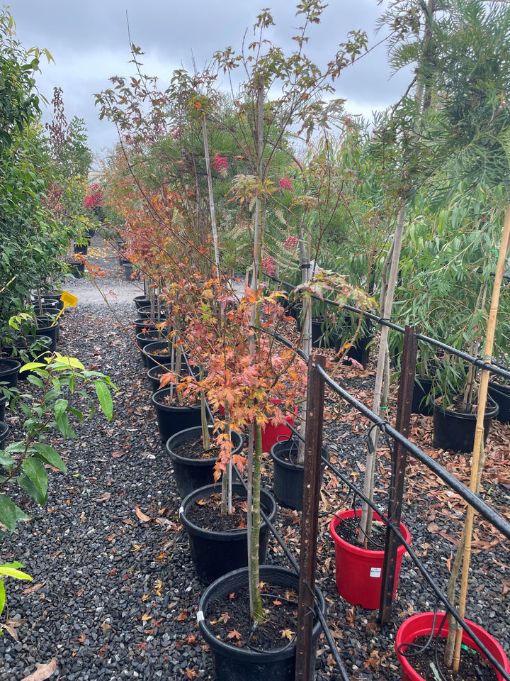 Acer Palmatum 400mm Pot for sale Adelaide Plant Co