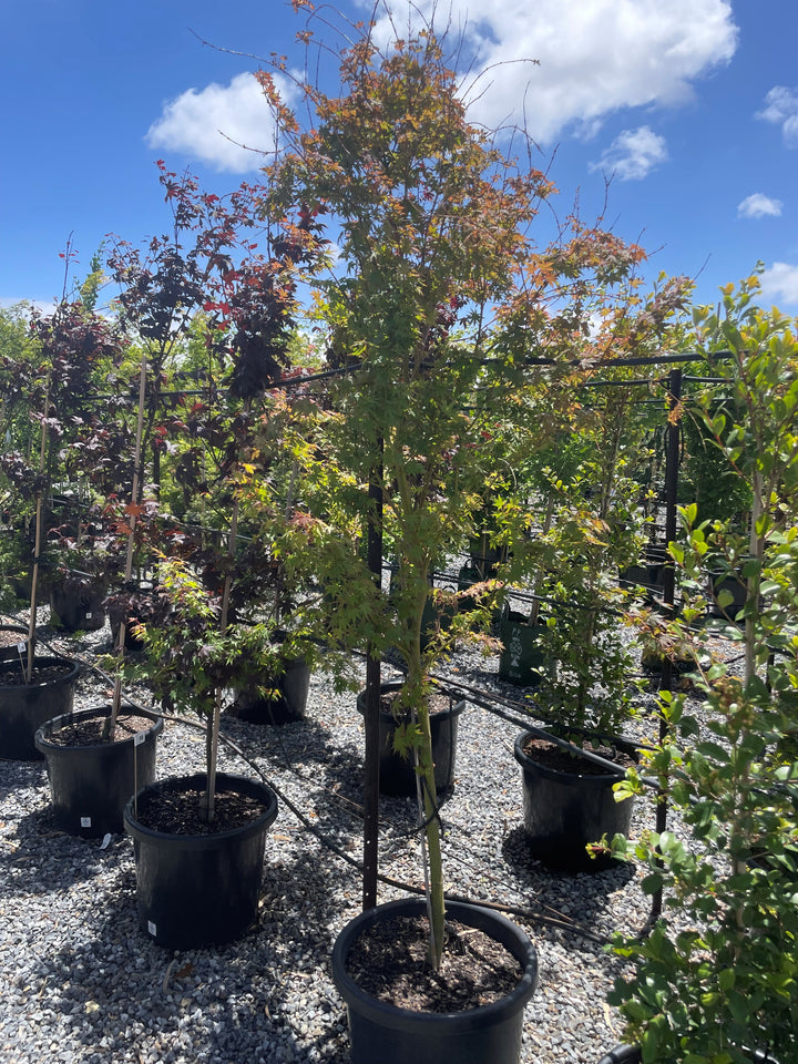 Acer Palmatum for sale Adelaide Plant Co