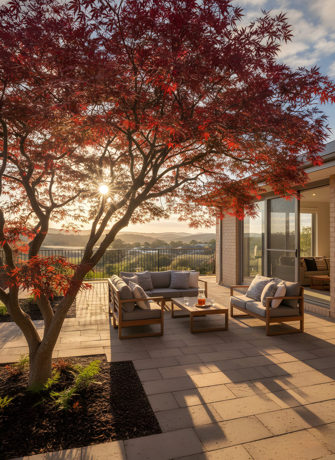 Acer Palmatum 250mm Pot for sale Adelaide Plant Co
