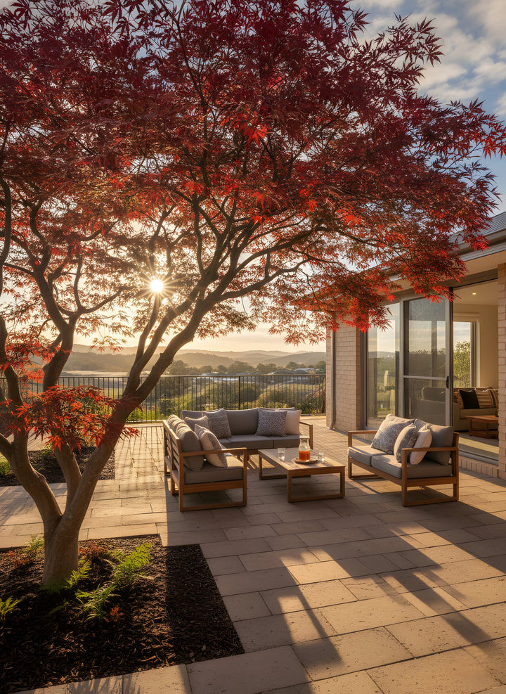 Acer Palmatum 250mm Pot for sale Adelaide Plant Co