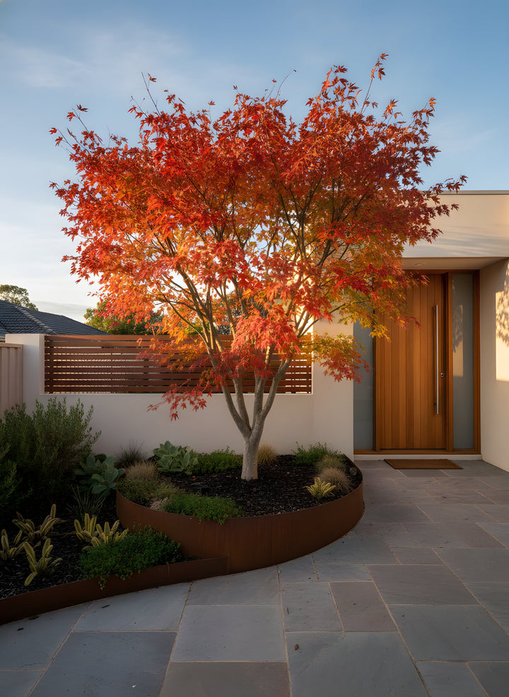 Acer Palmatum 300mm Pot for sale Adelaide Plant Co