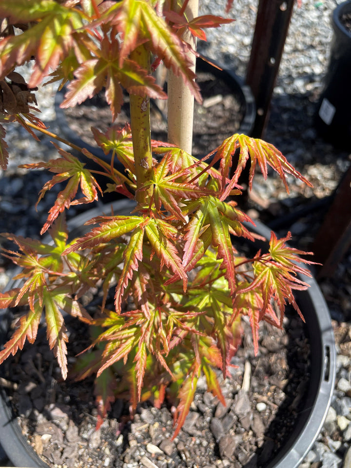 Acer Palmatum