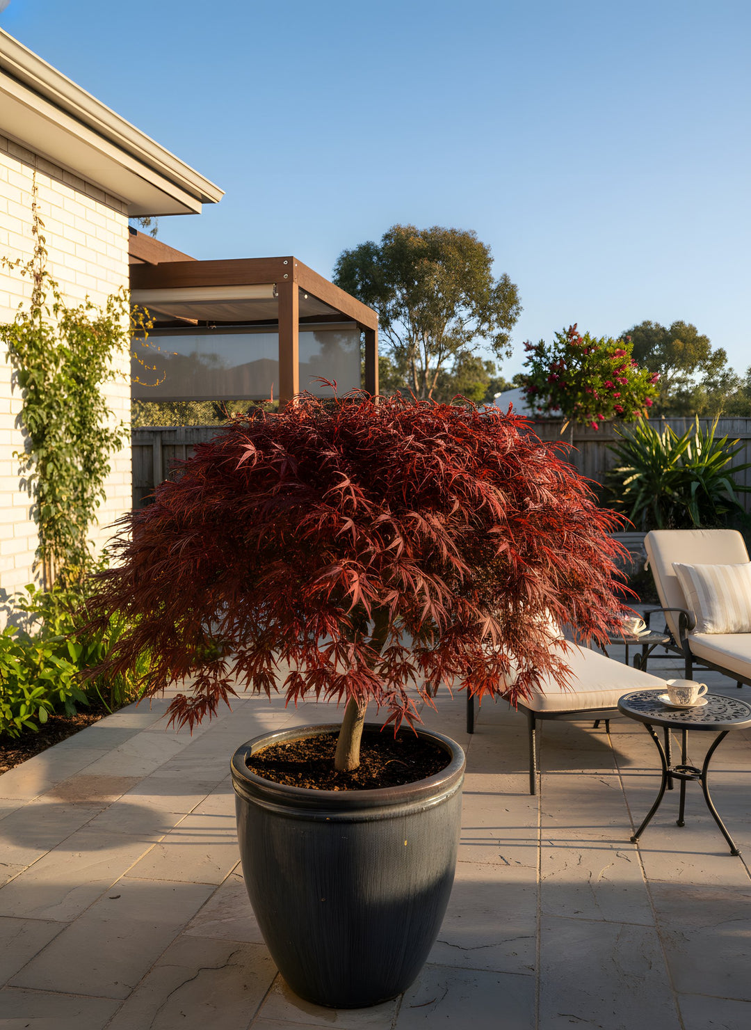 Acer Palmatum 500mm Pot for sale Adelaide Plant Co