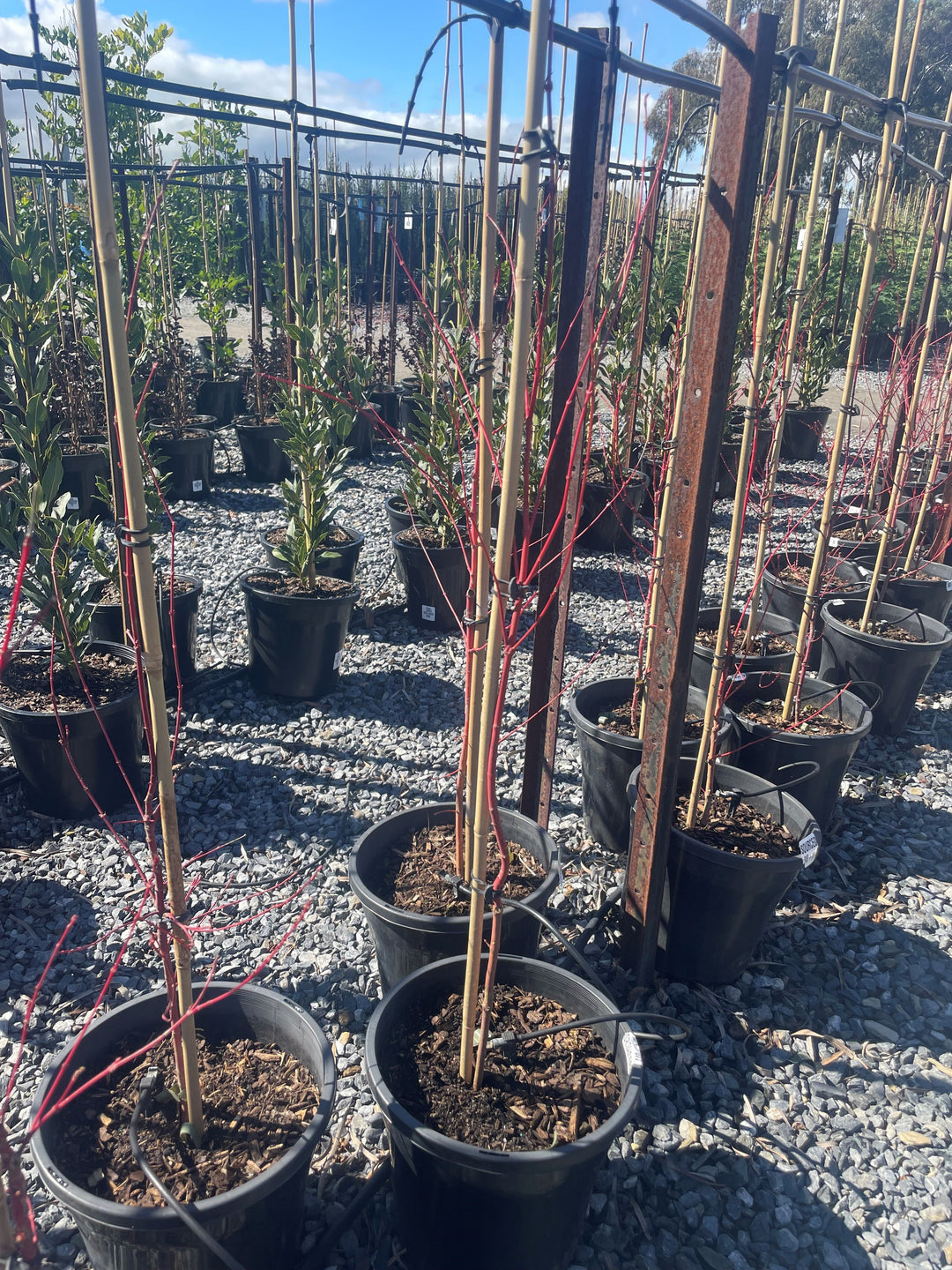 Acer palmatum &