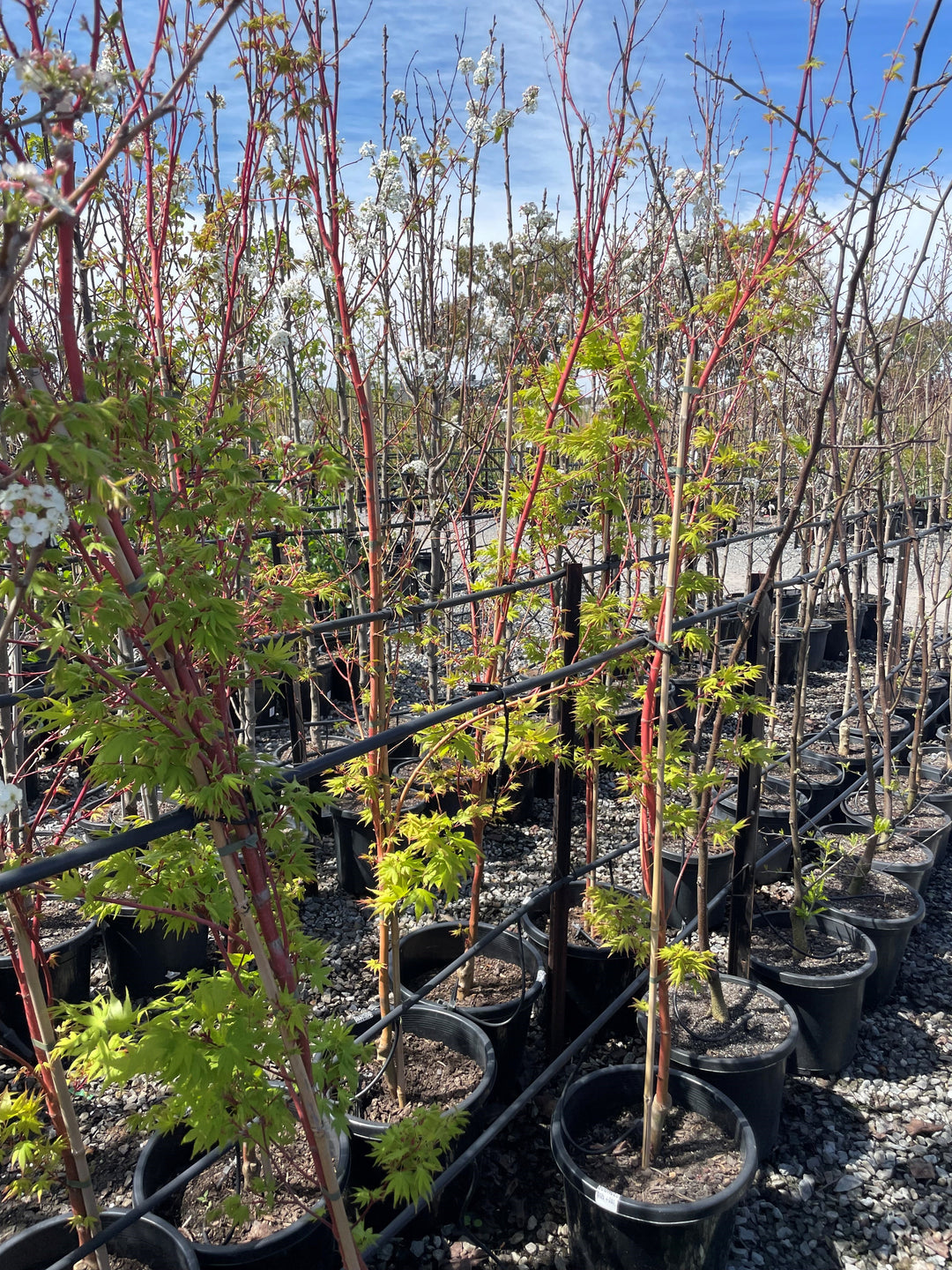 Acer Palmatum 'Senkaki'