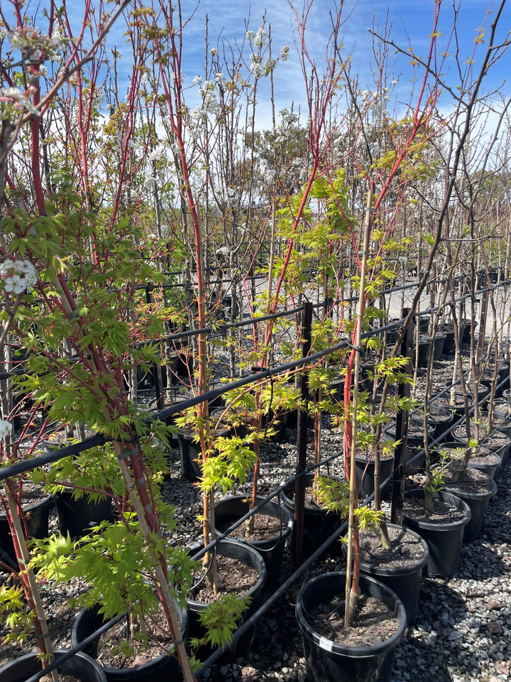 Acer Palmatum 'Senkaki'
