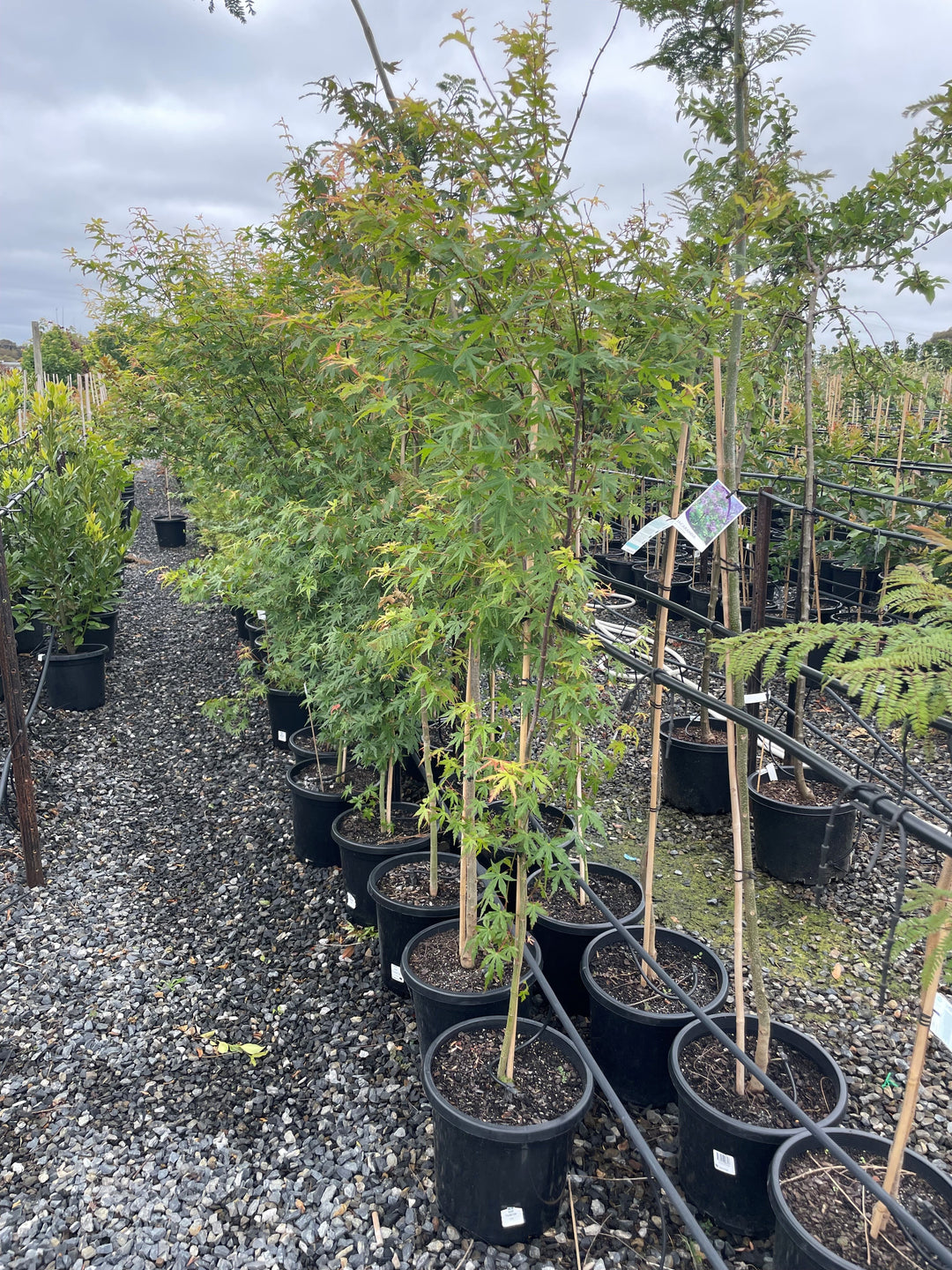 Acer Palmatum 'Senkaki'