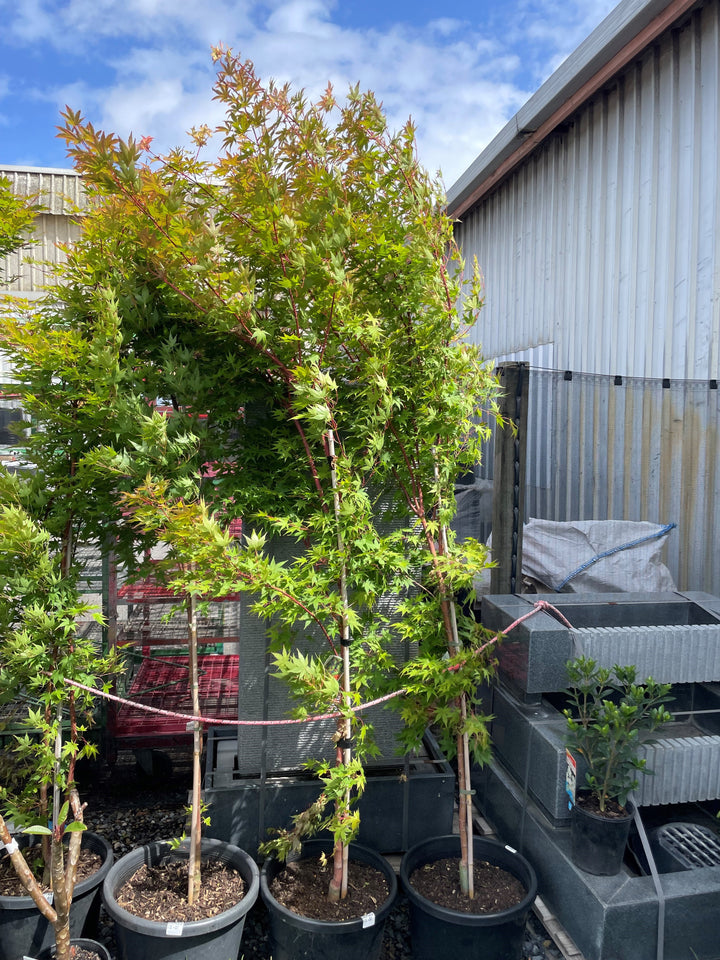Acer Palmatum &