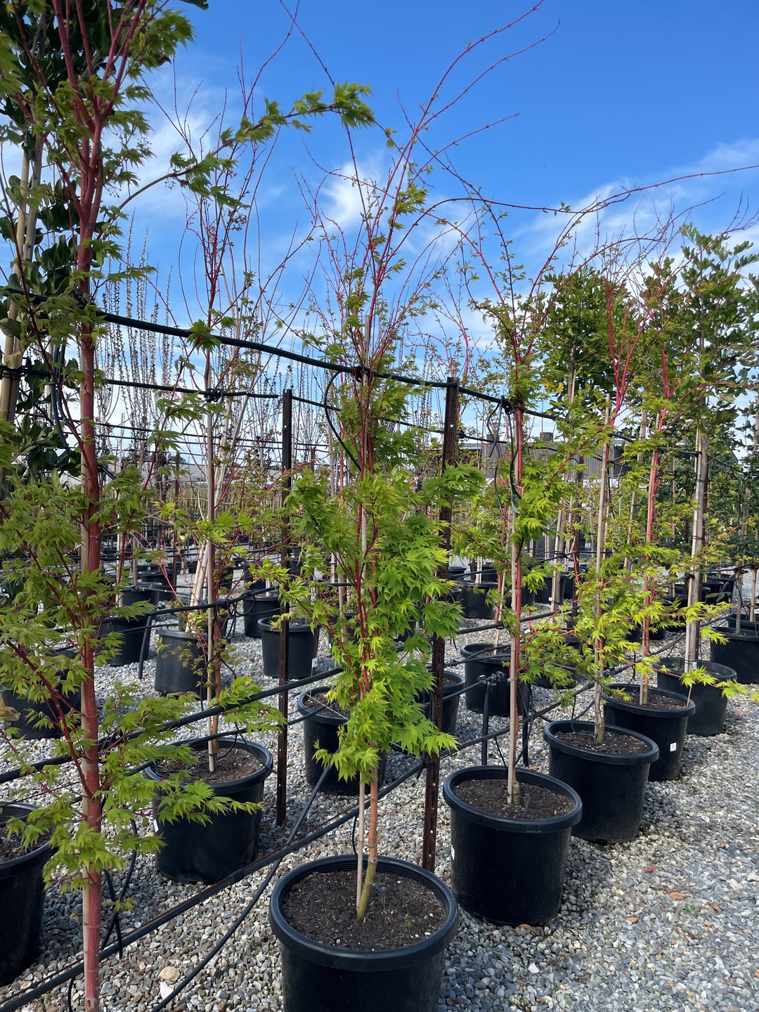 Acer Palmatum 'Senkaki'