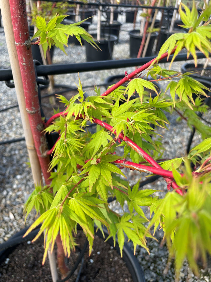 Acer Palmatum 'Senkaki'