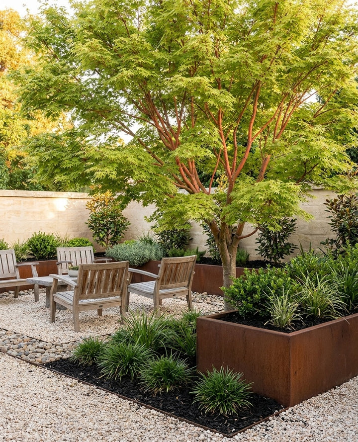 Acer Palmatum &