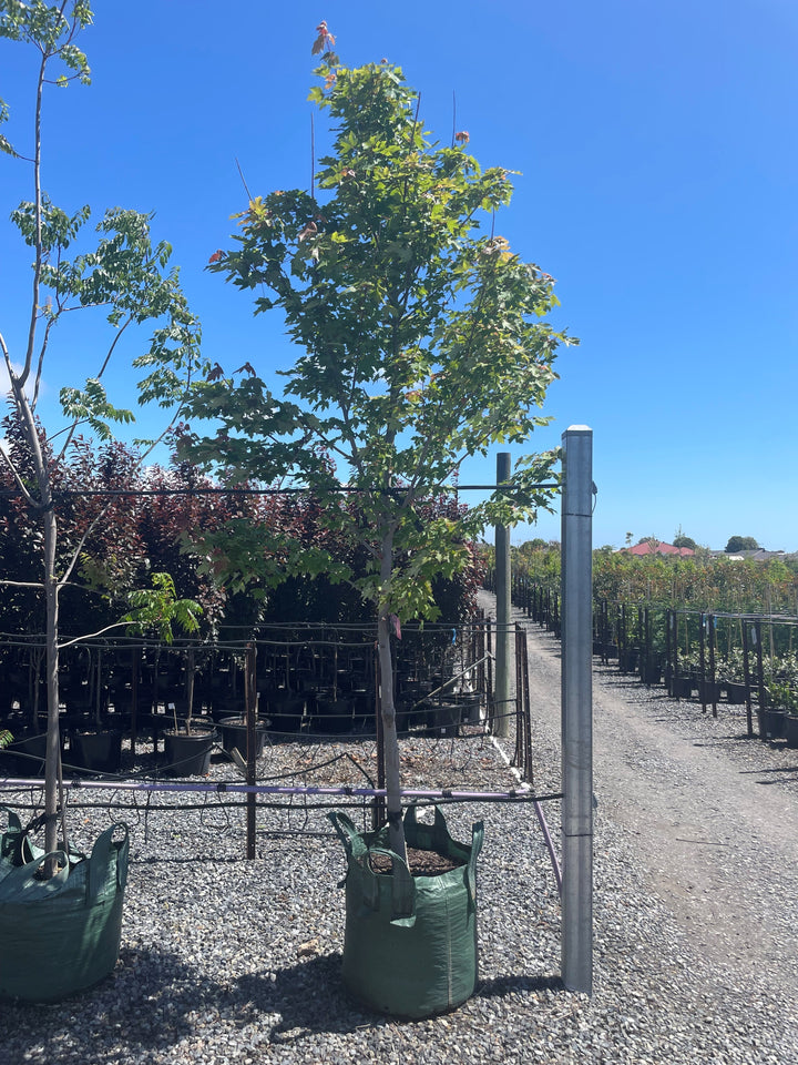 Acer Rubrum &