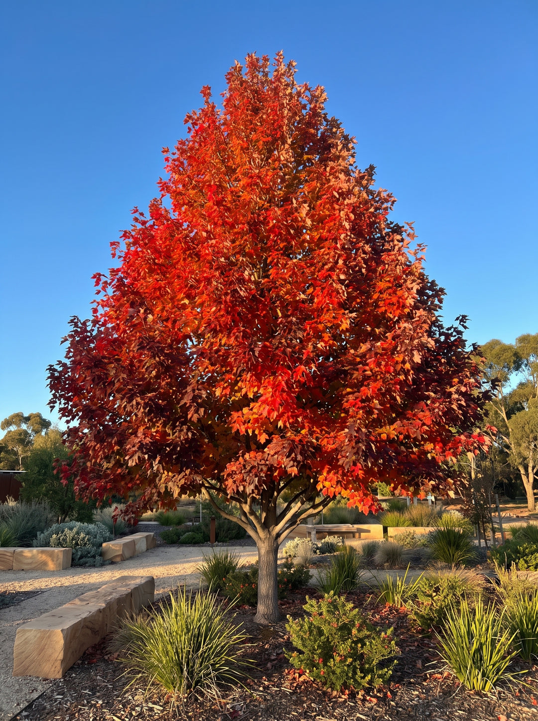 Acer rubrum Redpointe red maple feature tree in brilliant scarlet autumn colour in an Adelaide garden | Adelaide Plant Co