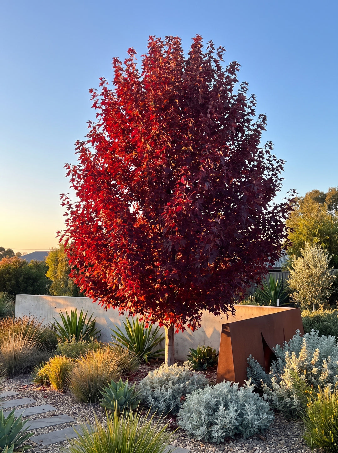 Urban Sunset maple (Acer truncatum x platanoides) with crimson autumn canopy on a slender trunk, Adelaide garden | Adelaide Plant Co