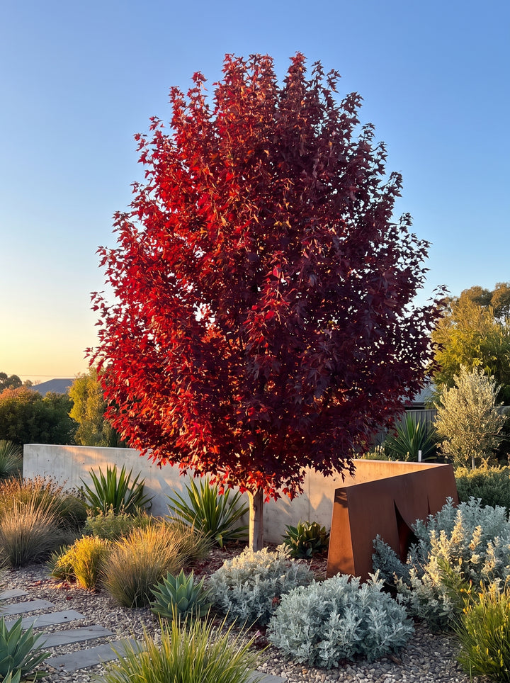 Urban Sunset maple (Acer truncatum x platanoides) with crimson autumn canopy on a slender trunk, Adelaide garden | Adelaide Plant Co