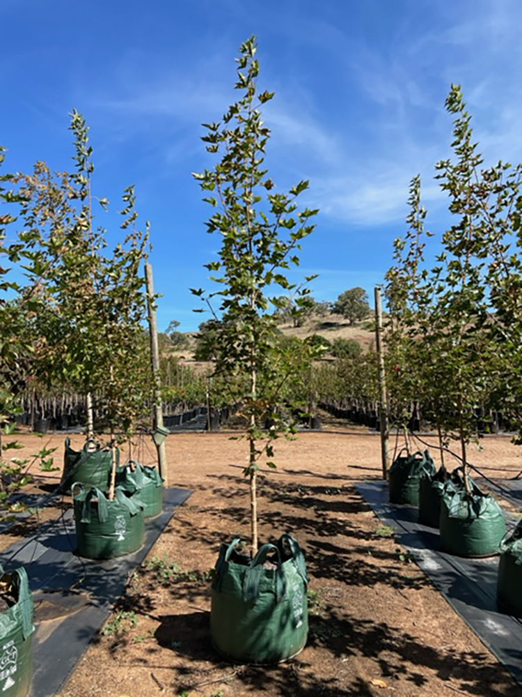 Acer truncatum x platanoides &