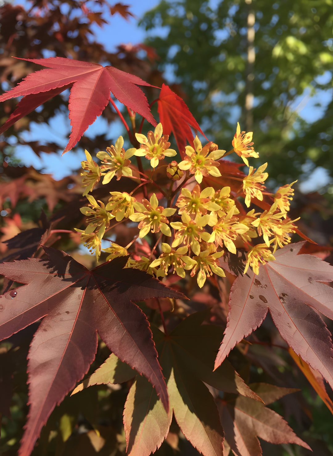 Acer truncatum x platanoides 'Crimson Sunset' 400mm Pot for sale Adelaide Plant Co
