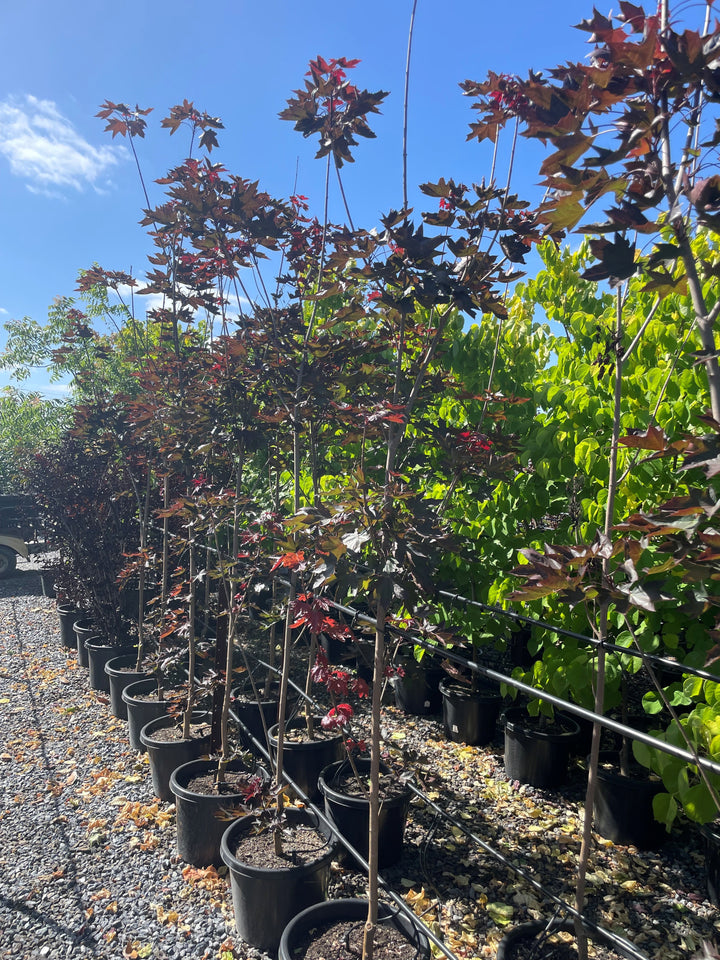 Acer truncatum x platanoides &