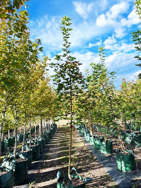 Acer truncatum x platanoides &