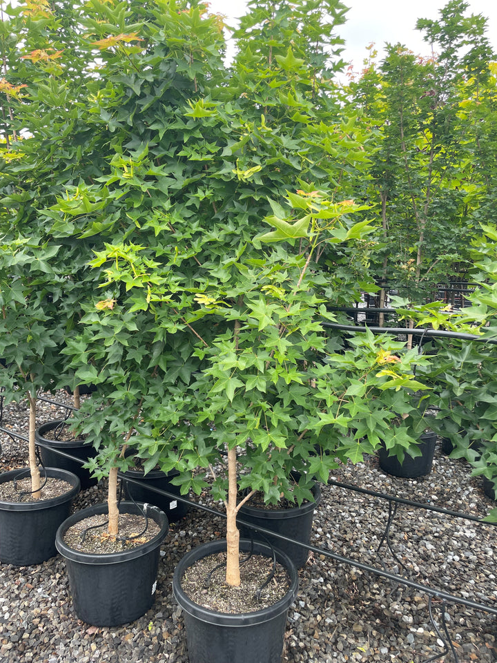 Acer Truncatum x Platanoides 'Ruby Sunset'