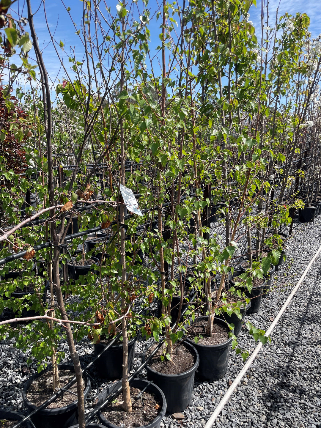 Acer Truncatum x Platanoides 'Urban Sunset'