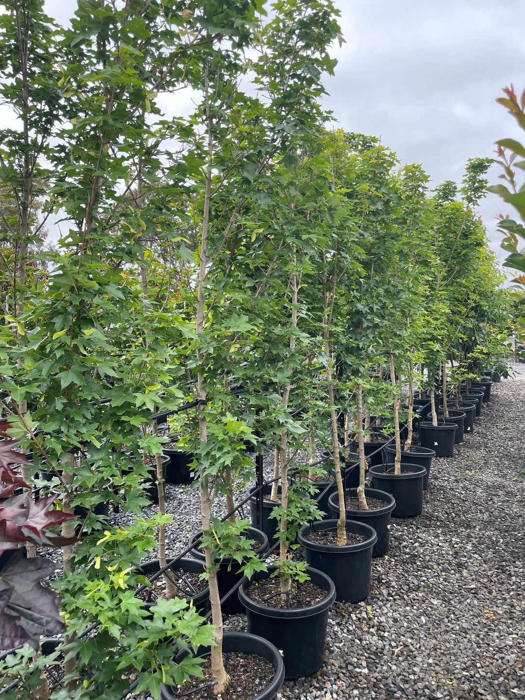 Acer Truncatum x Platanoides 'Urban Sunset'