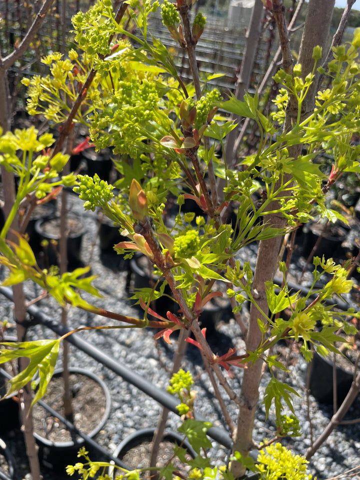 Acer Truncatum x Platanoides 'Urban Sunset'
