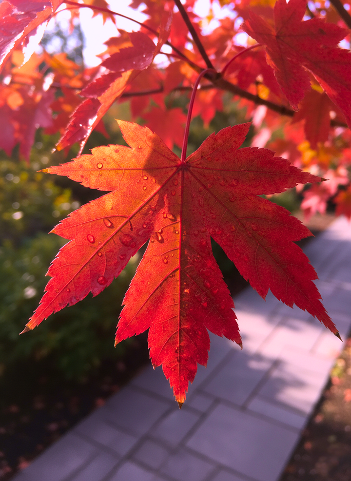 Acer x Freemanii 'Autumn Blaze'