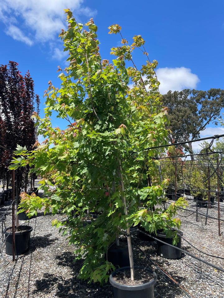 Acer x Freemanii 'Autumn Blaze'