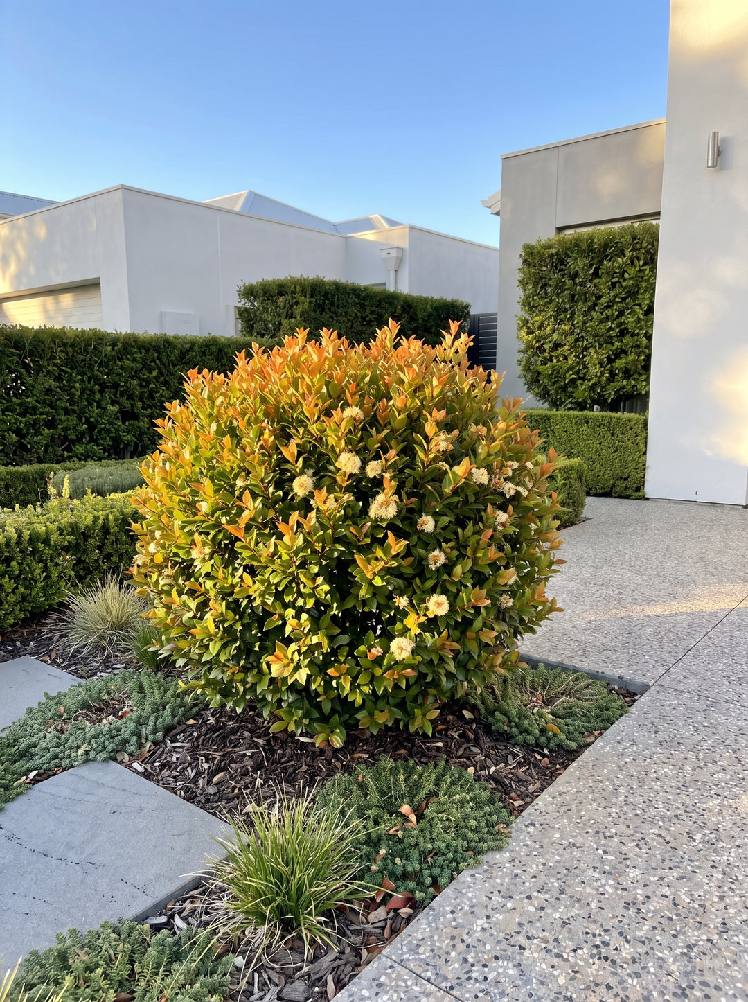 Acmena smithii 'Allyn Magic' dwarf lilly pilly with bronze new growth in a designer Adelaide garden | Adelaide Plant Co