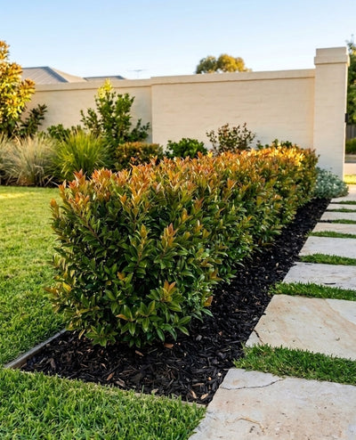 Acmena Smithii 'Allyn Magic' planted as a neat clipped hedge edging a garden bed beside a path in an Adelaide garden.