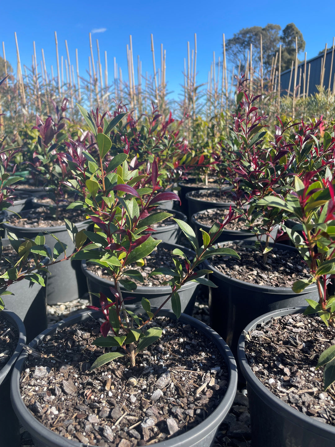 Acmena Smithii 'Cherry Black'