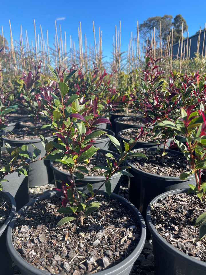 Acmena Smithii 'Cherry Black'