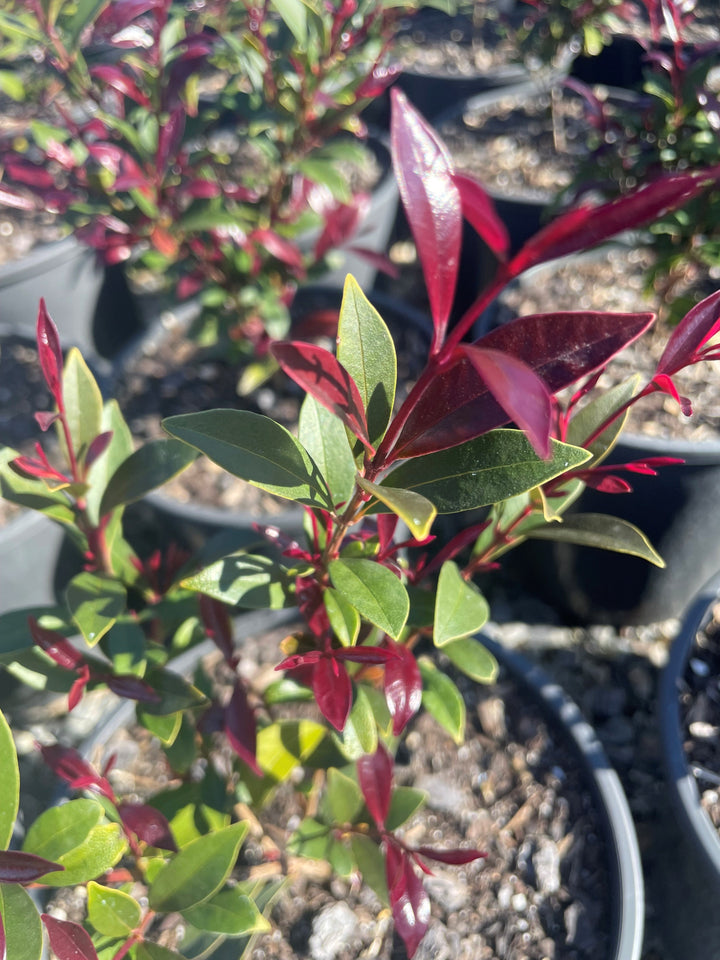 Acmena Smithii 'Cherry Black'