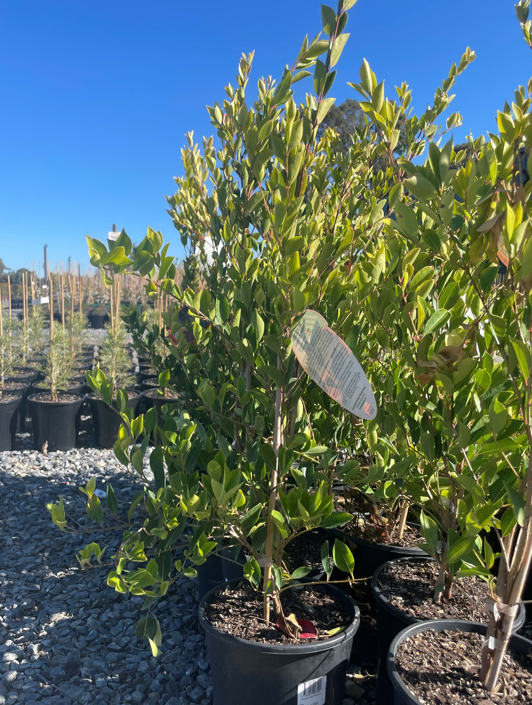 Acmena Smithii 'Firescreen'