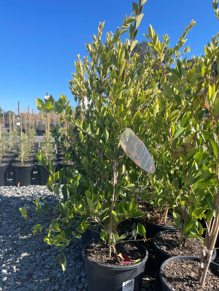 Acmena Smithii 'Firescreen'