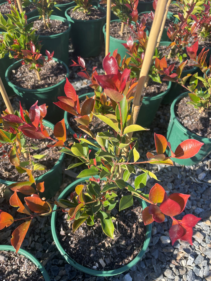 Acmena Smithii 'Firescreen'