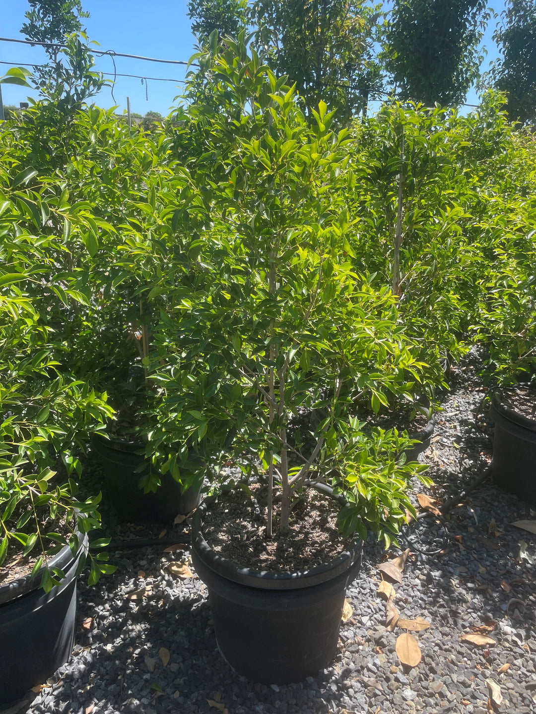 Acmena Smithii &