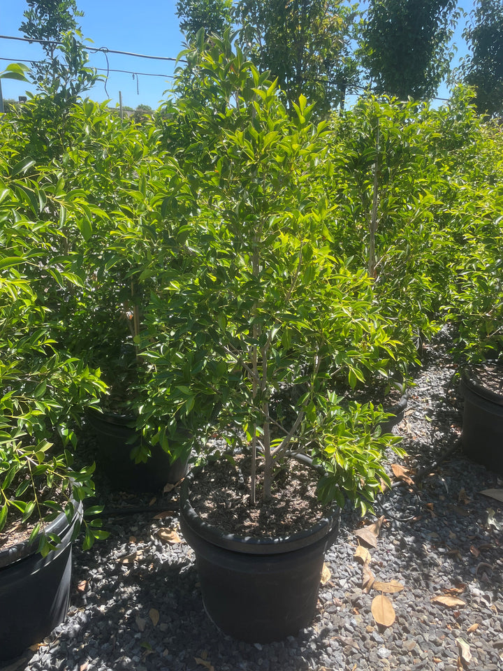 Acmena Smithii &