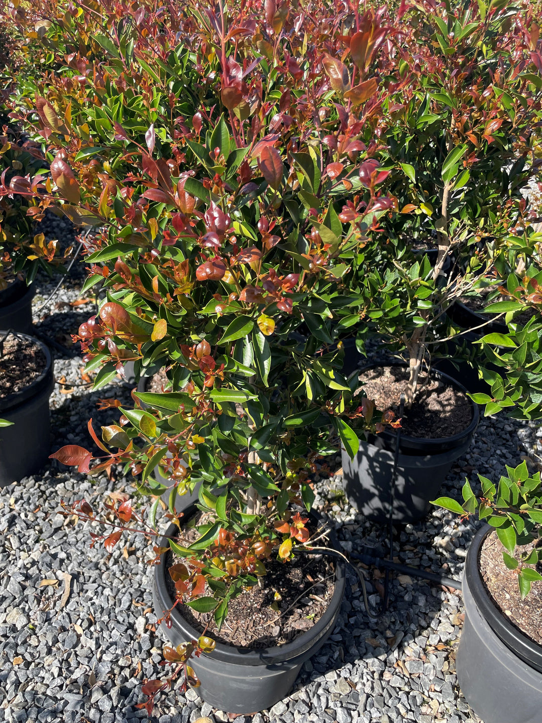 Acmena Smithii 'Firescreen'