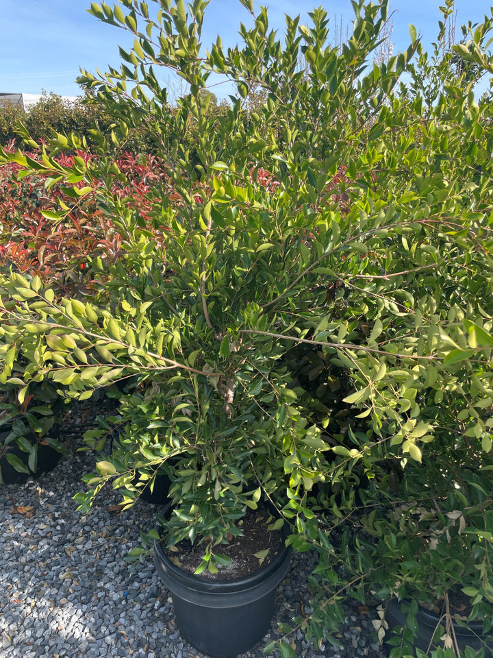 Acmena Smithii 'Firescreen'