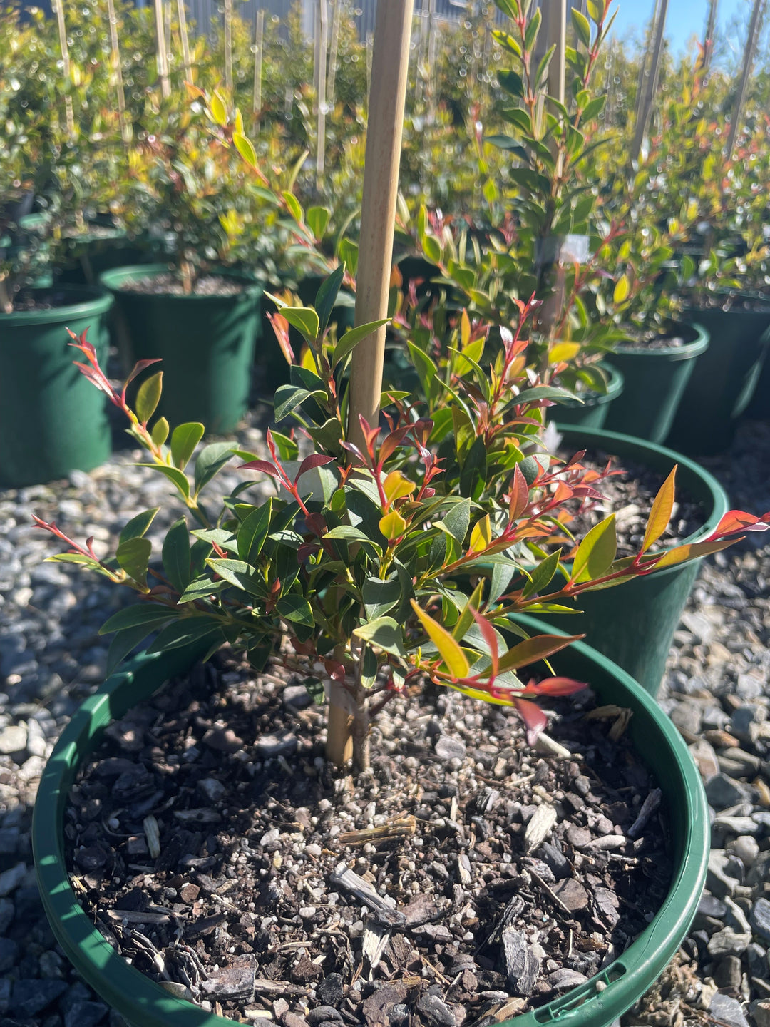 Acmena Smithii 'Goodbye Neighbours'