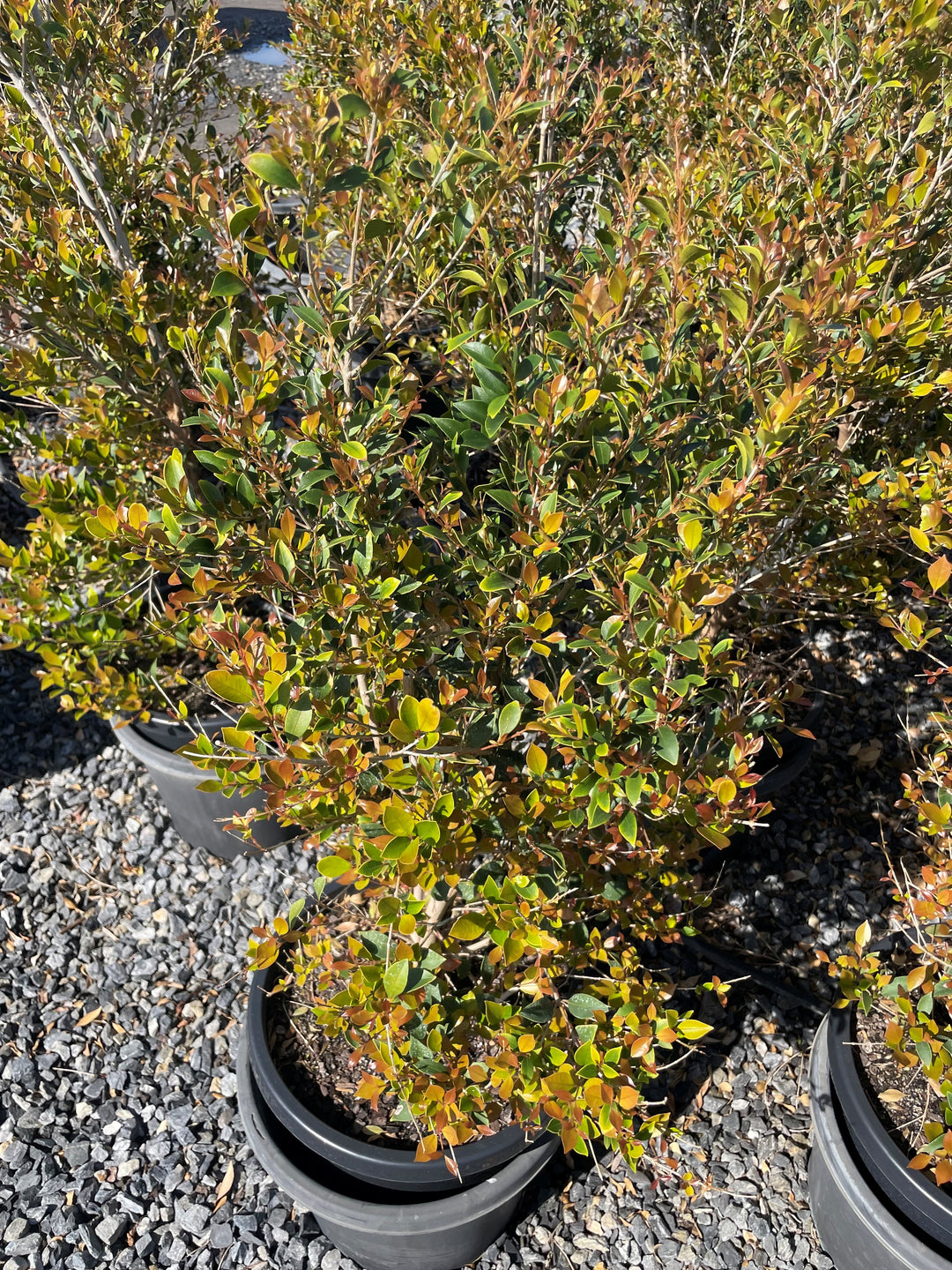 Acmena Smithii 'Goodbye Neighbours'