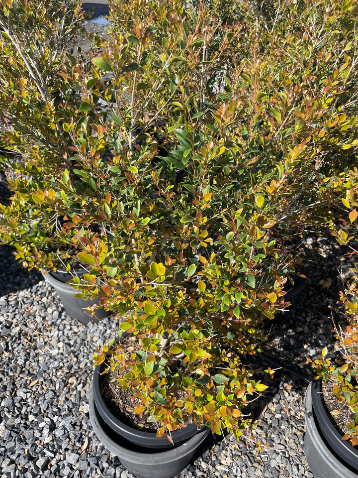 Acmena Smithii 'Goodbye Neighbours'