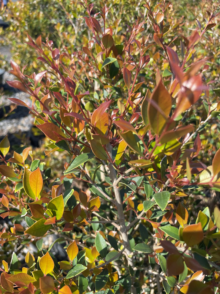 Acmena Smithii 'Goodbye Neighbours'