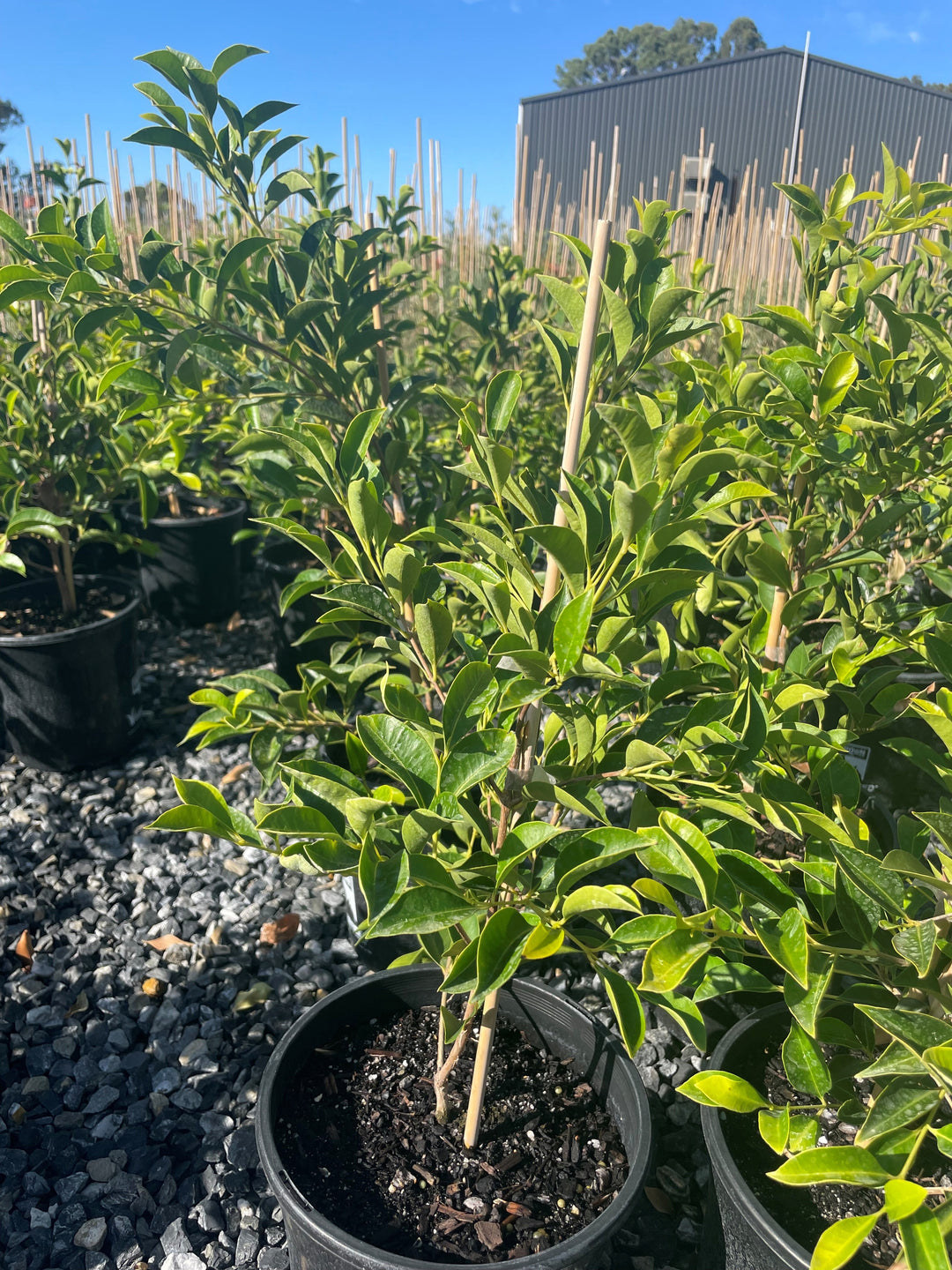 Acmena Smithii 'Sublime'