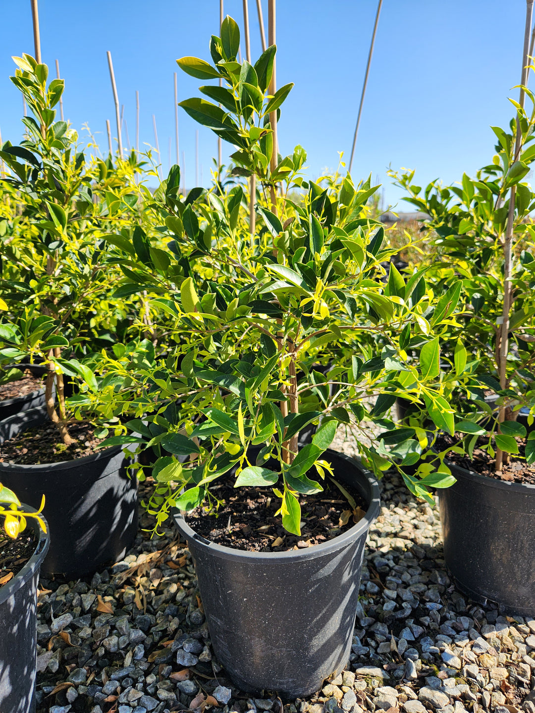 Acmena Smithii 'Sublime'