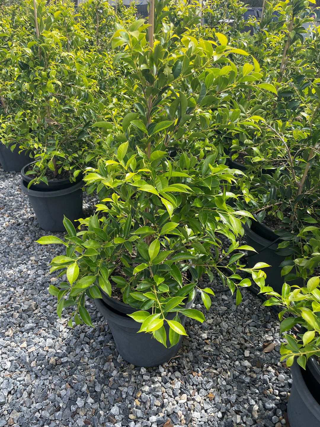 Acmena Smithii 'Sublime'