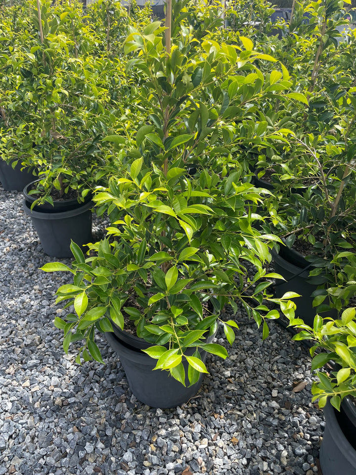 Acmena Smithii 'Sublime'