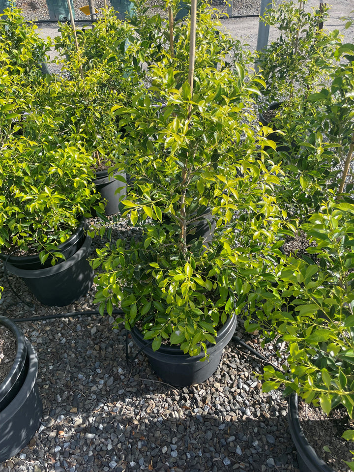 Acmena Smithii 'Sublime'